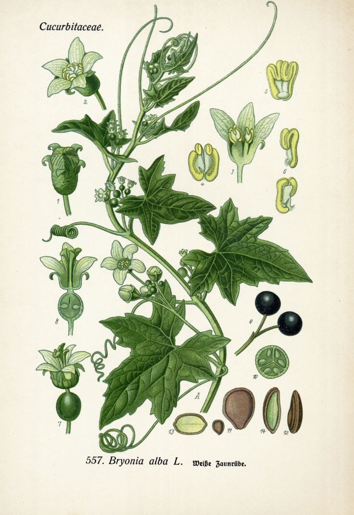 Zaunr&uuml;be