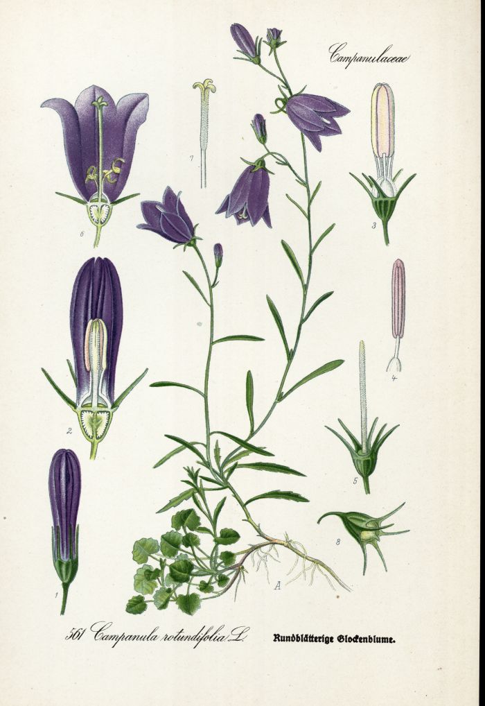 Glockenblume