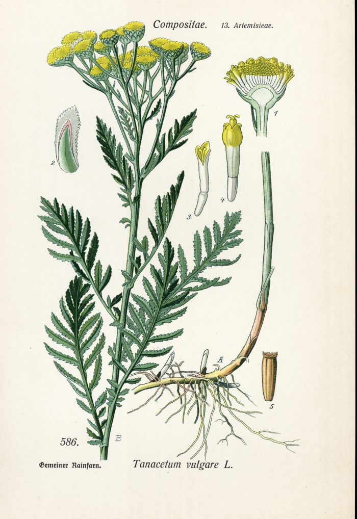 Rainfarn