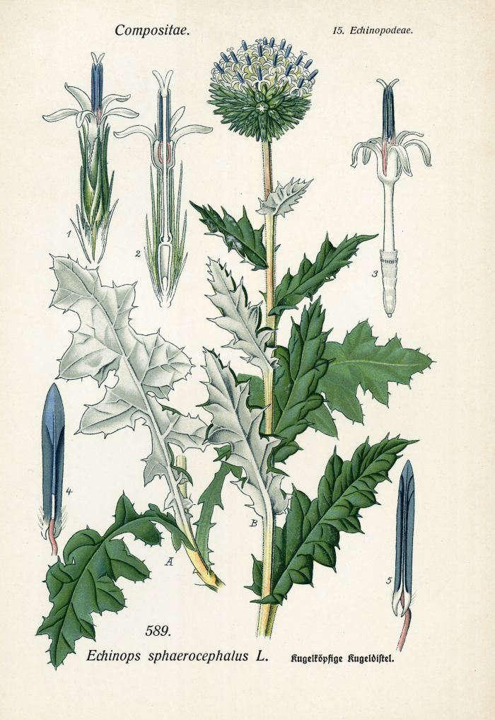 Kugeldistel