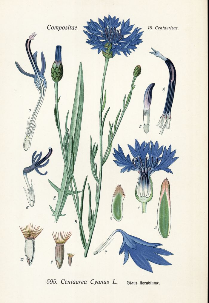 Kornblume