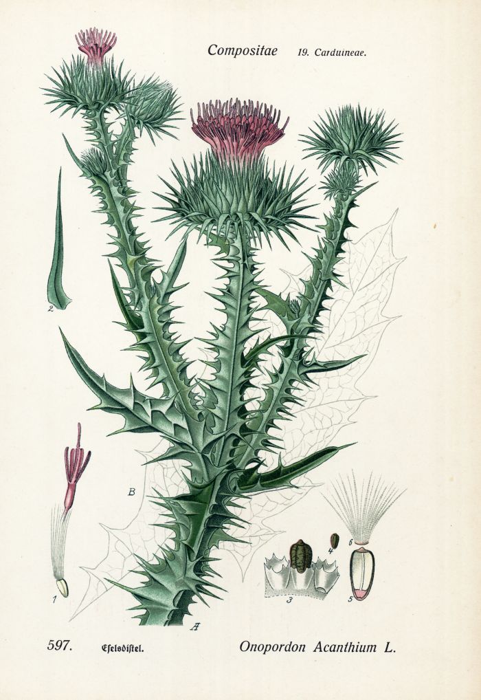 Eselsdistel