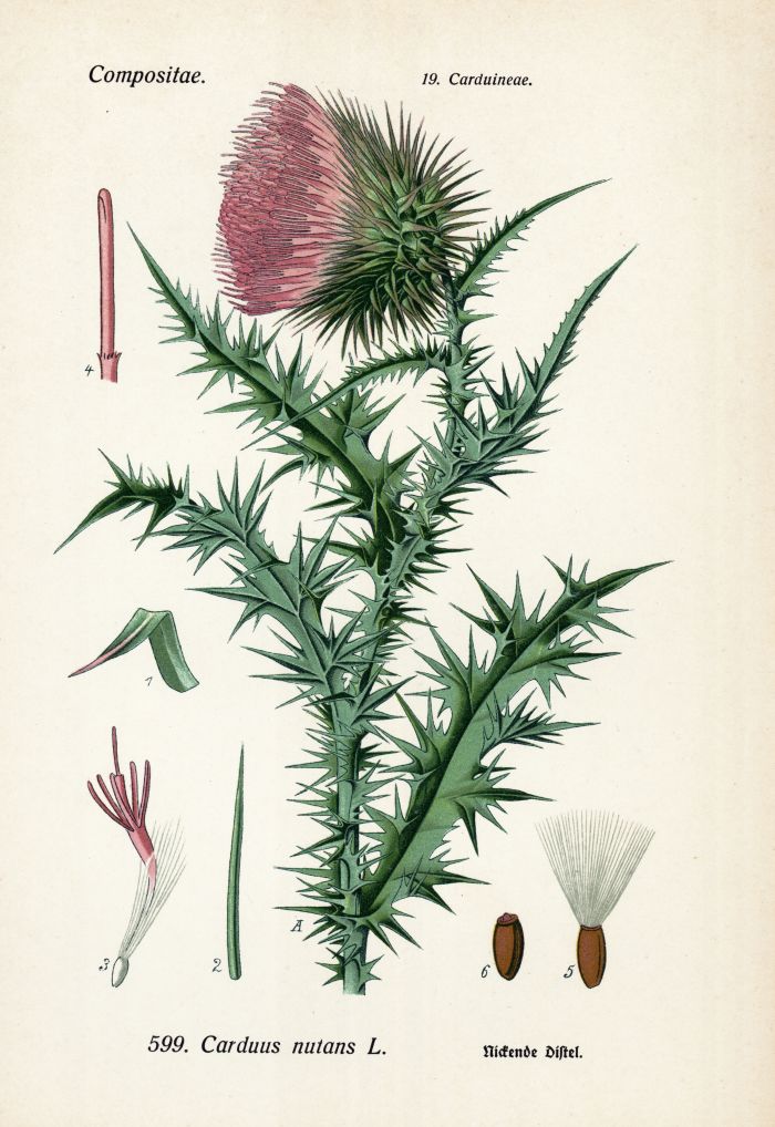 Nickende distel