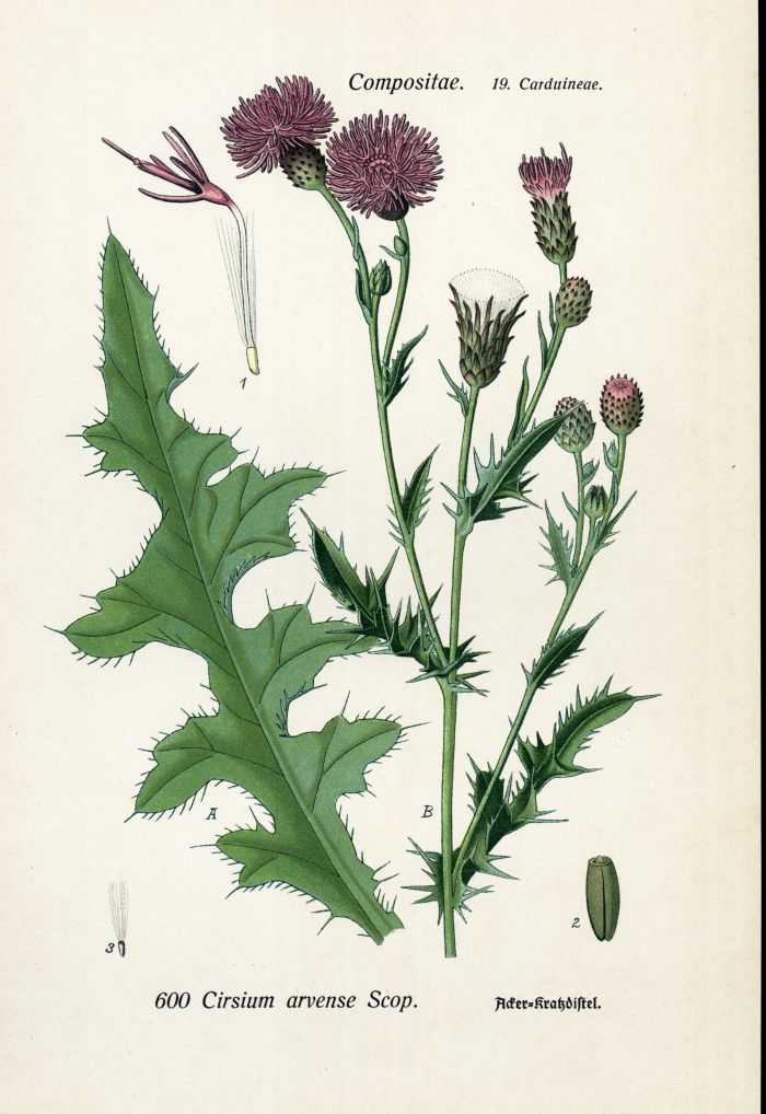 Ackerkratzdistel