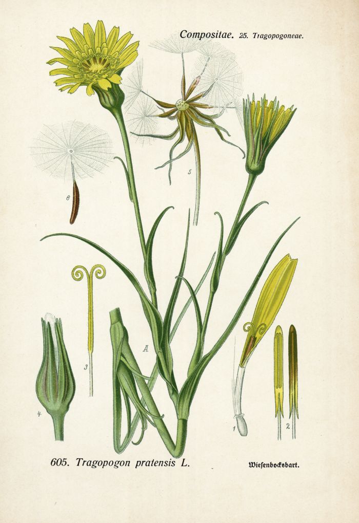 Wiesenbocksbart