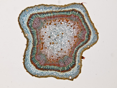 Schnitt durch einen Baumwollst&auml;ngel