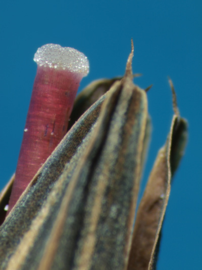 Teil einer Borretsch-Bl&uuml;te