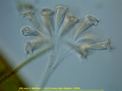 Kleine Glockentierchen-Kolonie