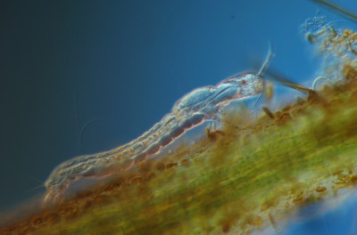 Aquatisch lebende Larve einer Zuckm&uuml;cke