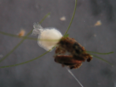 Frisch geschl�pftes Moostierchen
