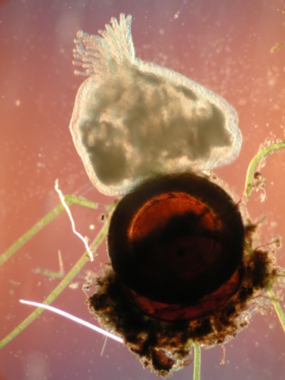 Frisch geschl�pftes Moostierchen