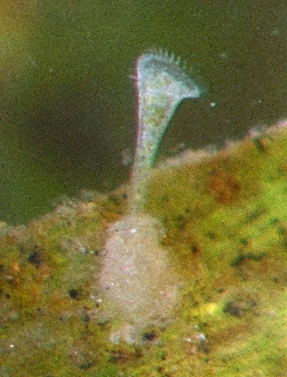 Trompetentierchen Stentor