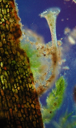 Trompetentierchen Stentor