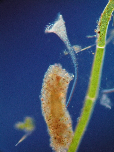Trompetentierchen Stentor