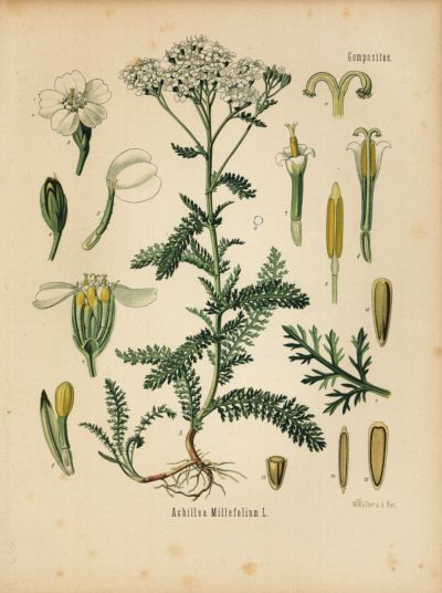 Schafgarbe