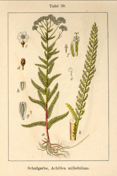 Schafgarbe