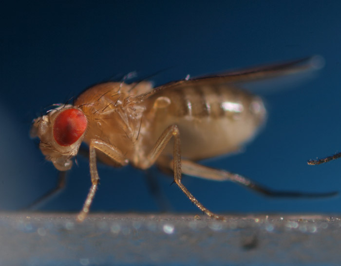 Taufliege, Fruchtfliege, Drosophila melanogaster
