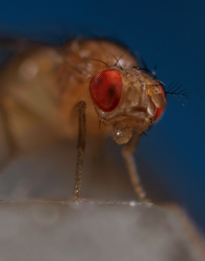 Taufliege, Fruchtfliege, Drosophila melanogaster