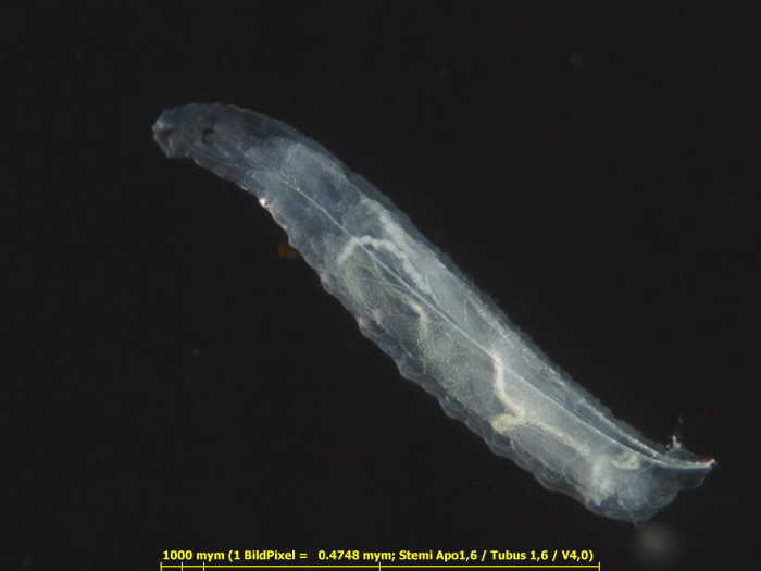 Larve einer Taufliege (Fruchtfliege, Drosophila melanogaster)