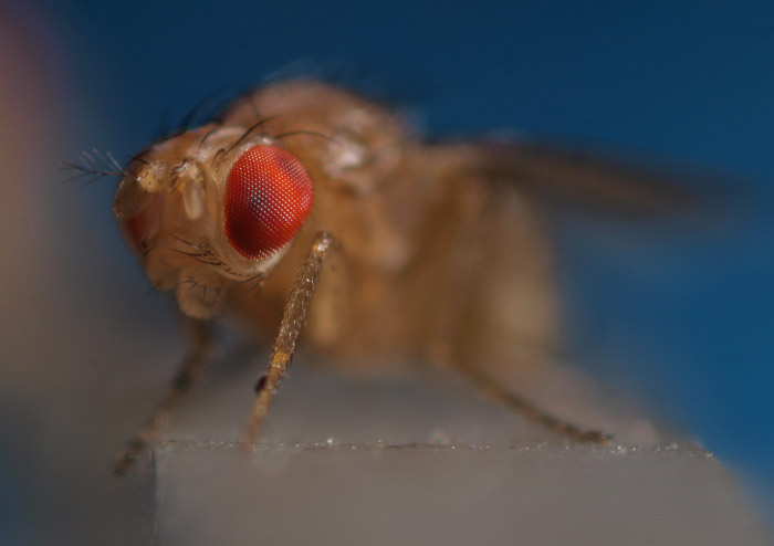 Drosophila melanogaster