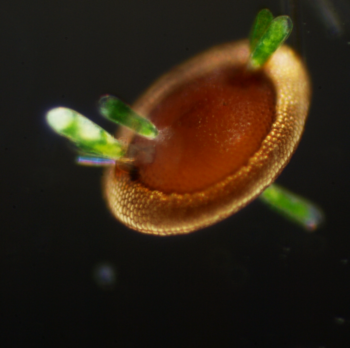 Flottoblast eines Moostierchens (Bryozoon)