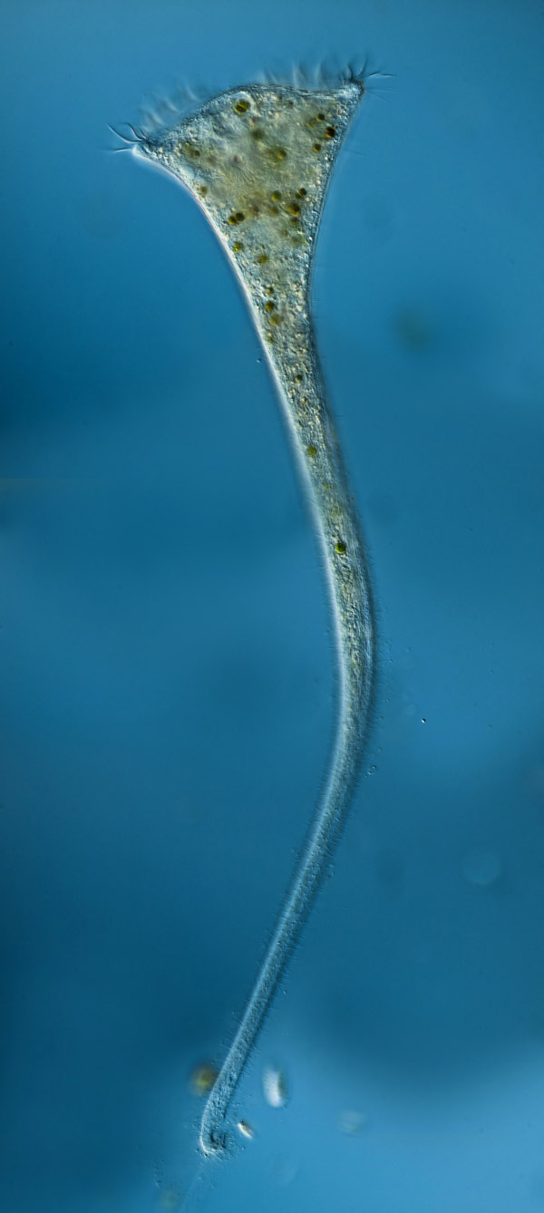 Trompetentierchen Stentor roeselii