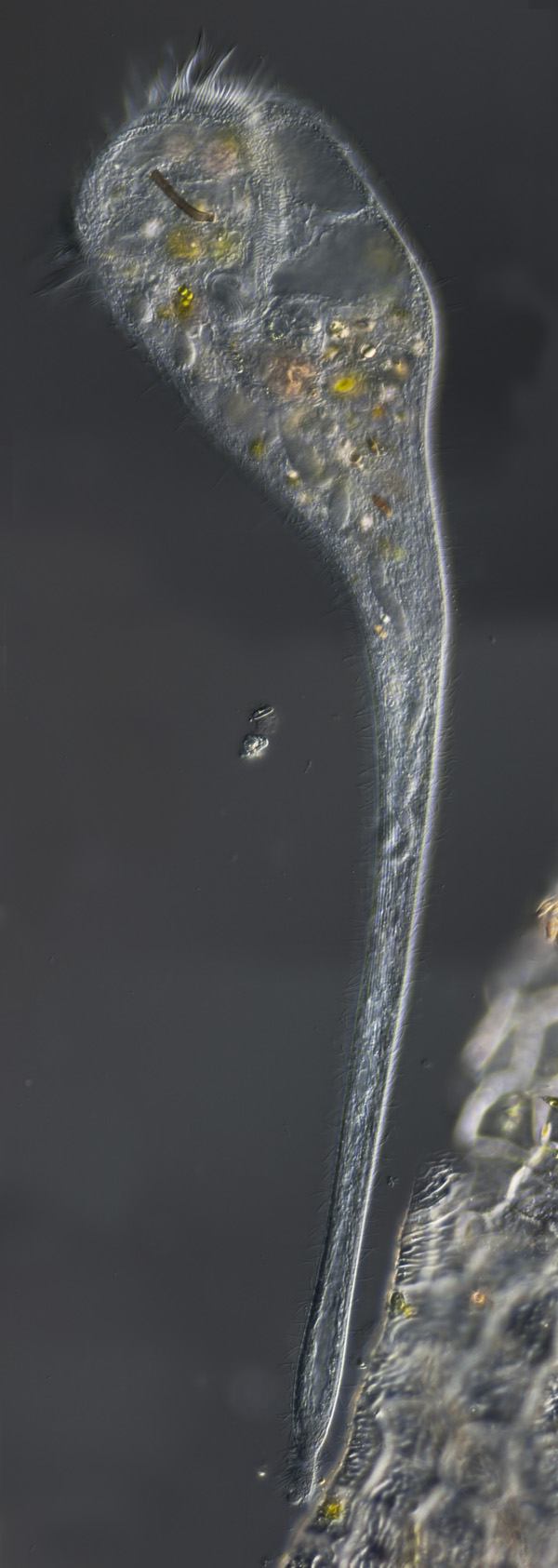 Trompetentierchen Stentor roeselii