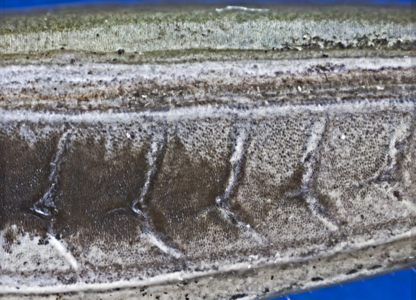 Der gemeine Grash&uuml;pfer