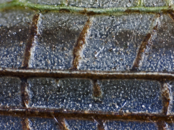 Der gemeine Grash&uuml;pfer