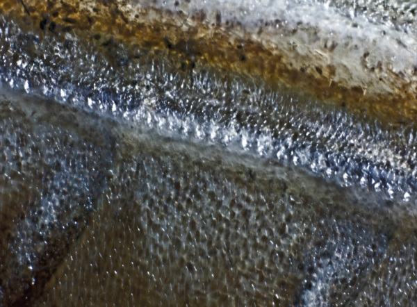 Der gemeine Grash&uuml;pfer - Stridulationsapparat