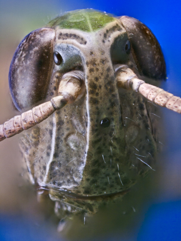 Der gemeine Grash&uuml;pfer
