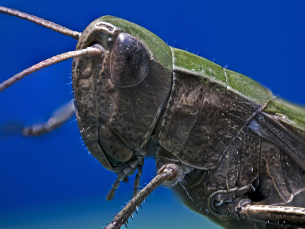 Der gemeine Grash&uuml;pfer