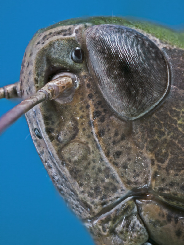 Der gemeine Grash&uuml;pfer