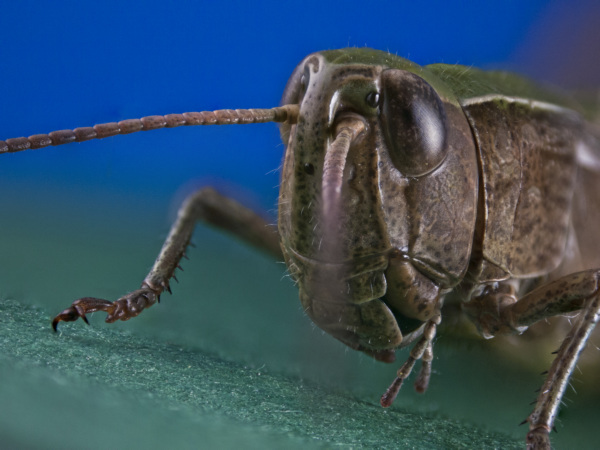 Der gemeine Grash&uuml;pfer