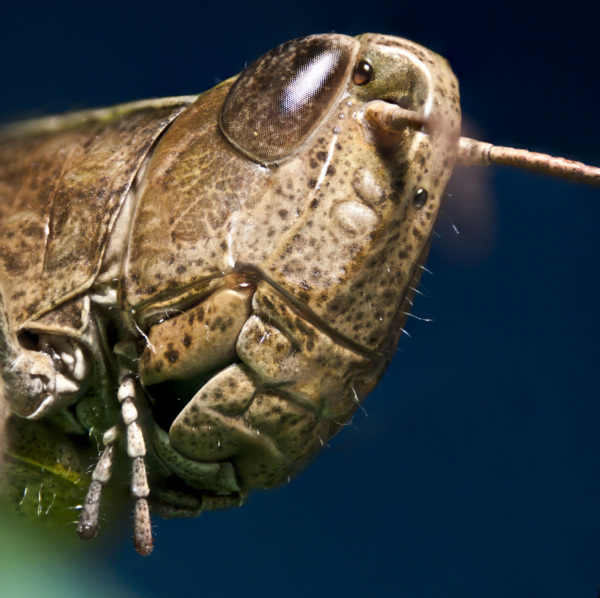Der gemeine Grash&uuml;pfer