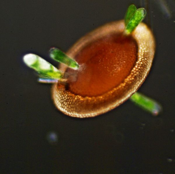 Flottoblast mit Algenaufwuchs