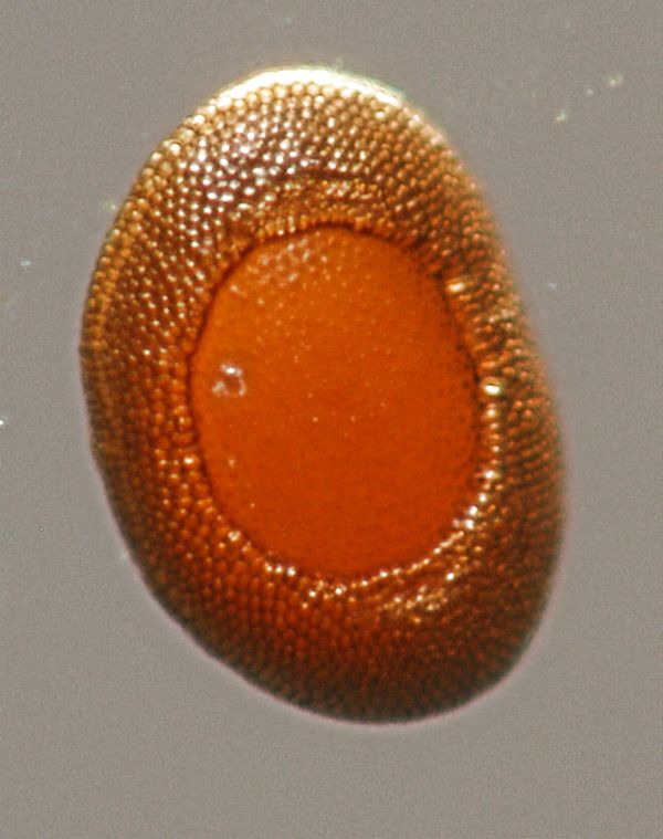 Flottoblast des Moostierchens Plumatella repens