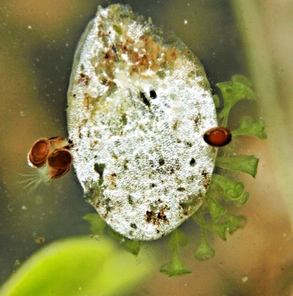 Junge Bryozoen und Stentoren am Wasserlinsenblatt