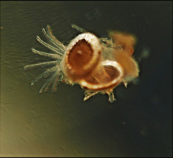 Flottoblast, aus dem sich ein Jungtier entwickelt hat