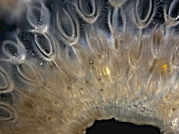 Moostierchen Cristatella mucedo