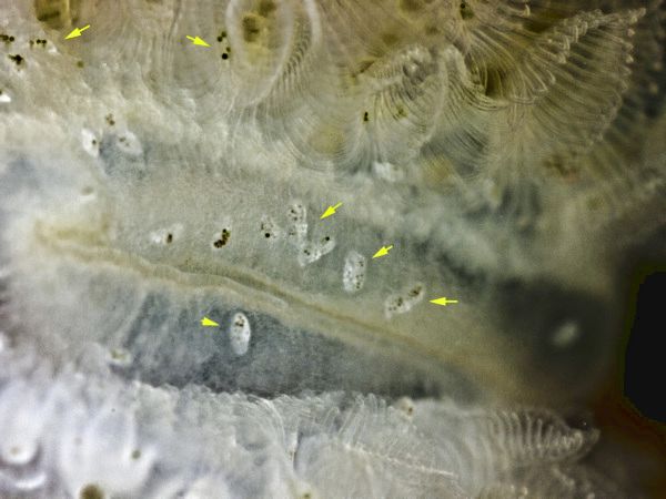 Moostierchen Cristatella mucedo mit Untermietern