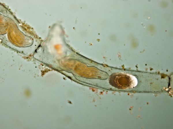 Moostierchen Plumatella repens