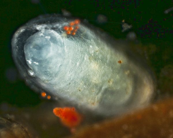 Plumatella-Schw&auml;rmer