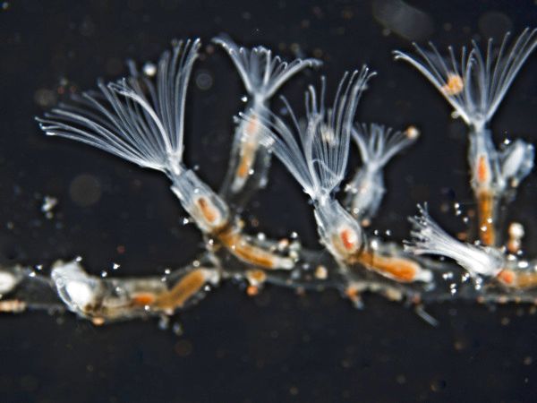 Moostierchen Plumatella repens