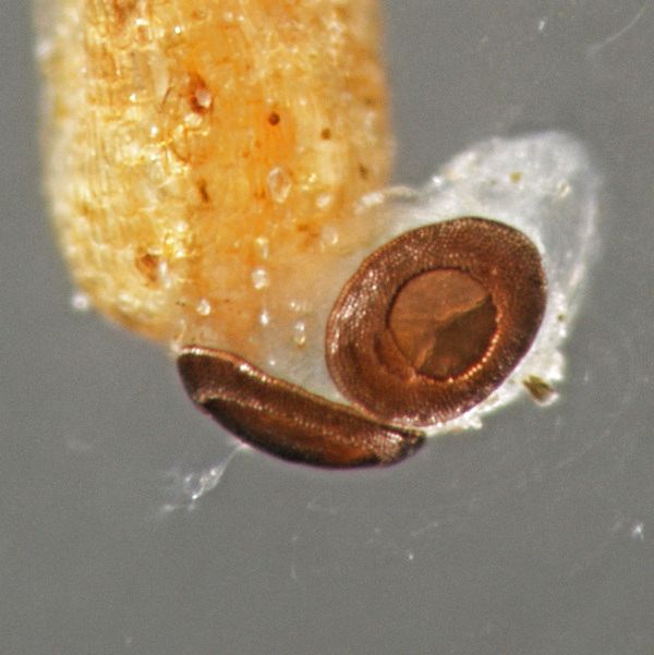 Ausschlüpfender Flottoblast