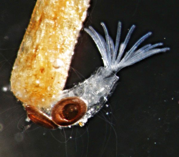 Flottoblast, aus dem sich ein Jungtier entwickelt hat