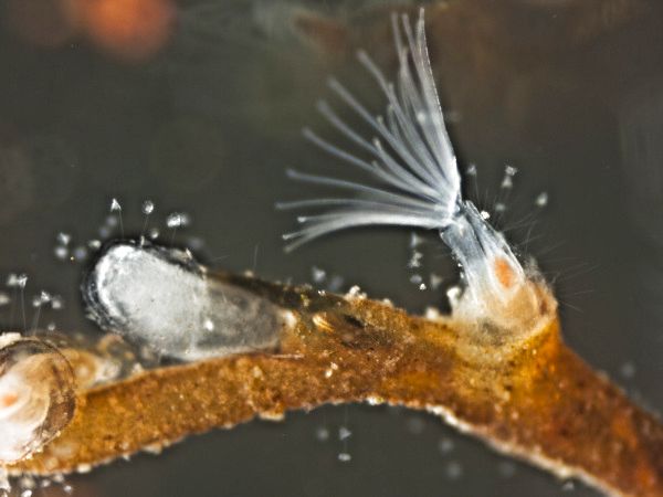 Plumatella repens - Schwärmerbildung