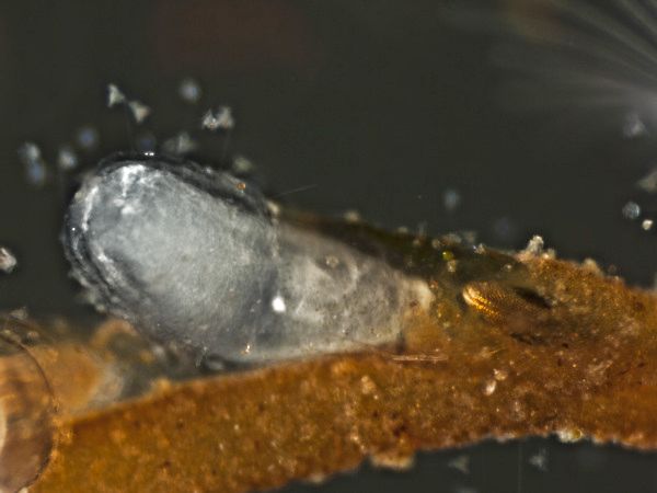 Plumatella repens - Schw&auml;rmer