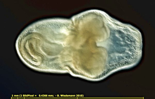 Schw&auml;rmer von Plumatella repens