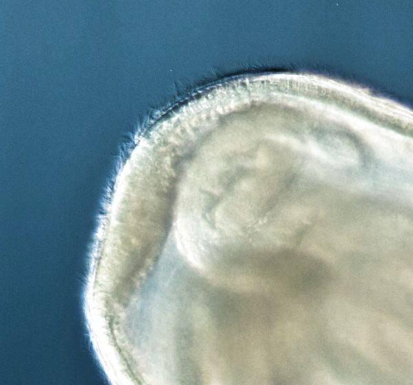 Schwärmer von Plumatella repens